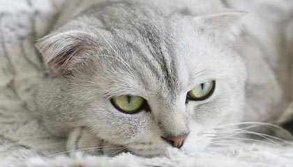 亚博体育登录入口-相同方式打翻瓜帅四次！“变脸”穆帅嬉笑怒骂都是戏
